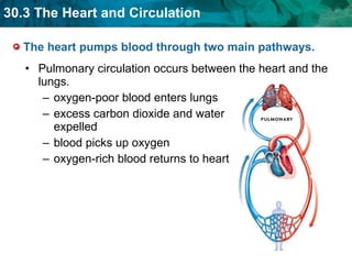 The heart pumps blood through two main pathways.  Pulmonary circulation occurs between the heart and the lungs. oxygen-poor blood enters lungs excess carbon dioxide and water expelled blood picks up oxygen  oxygen-rich blood returns to heart  