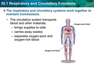 The respiratory and circulatory systems work together to maintain homeostasis. The circulatory system transports blood and other materials.   brings supplies to cells   carries away wastes   separates oxygen-poor and oxygen-rich blood   Oxygen-poor blood Oxygen-rich blood 