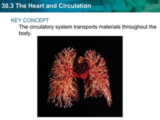 KEY CONCEPT  The circulatory system transports materials throughout the body. 
