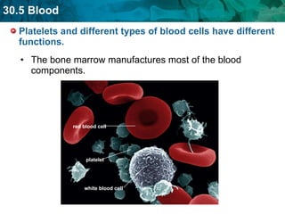 Platelets and different types of blood cells have different functions. The bone marrow manufactures most of the blood components.  red blood cell platelet white blood cell 