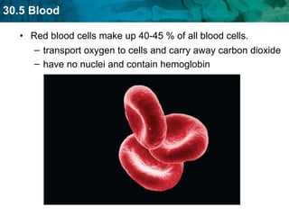 Red blood cells make up 40-45 % of all blood cells. transport oxygen to cells and carry away carbon dioxide have no nuclei and contain hemoglobin  