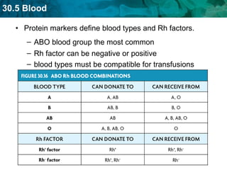 Protein markers define blood types and Rh factors. ABO blood group the most common Rh factor can be negative or positive blood types must be compatible for transfusions 