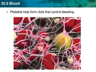 Platelets help form clots that control bleeding. platelets fibrin red blood cell white blood cell 