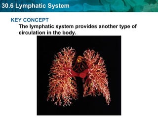 KEY CONCEPT  The lymphatic system provides another type of circulation in the body. 