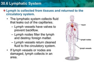 Lymph is collected from tissues and returned to the circulatory system.  The lymphatic system collects fluid that leaks out of the capillaries. Lymph vessels have valves to prevent backflow. Lymph nodes filter the lymph and destroy foreign matter. Lymph vessels return cleaned fluid to the circulatory system.  If lymph vessels or nodes are damaged, lymph collects in an area.  heart lymph nodes lymph vessels 
