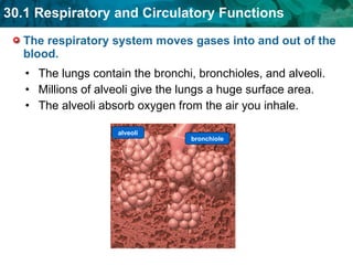 The respiratory system moves gases into and out of the blood. The lungs contain the bronchi, bronchioles, and alveoli.  Millions of alveoli give the lungs a huge surface area. The alveoli absorb oxygen from the air you inhale.  alveoli bronchiole 