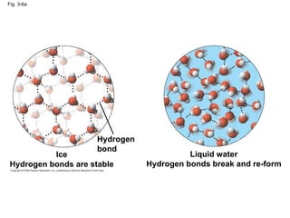 Fig. 3-6a Hydrogen bond Liquid water Hydrogen bonds break and re-form Ice Hydrogen bonds are stable 