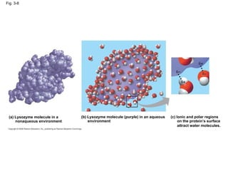 Fig. 3-8 (a) Lysozyme molecule in a  nonaqueous environment (b) Lysozyme molecule (purple) in an aqueous environment  (c) Ionic and polar regions on the protein’s surface attract water molecules.  