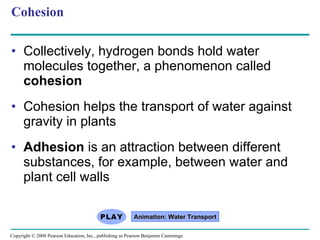 Cohesion Collectively, hydrogen bonds hold water molecules together, a phenomenon called  cohesion Cohesion helps the transport of water against gravity in plants Adhesion  is an attraction between different substances, for example, between water and plant cell walls Animation: Water Transport Copyright © 2008 Pearson Education, Inc., publishing as Pearson Benjamin Cummings 