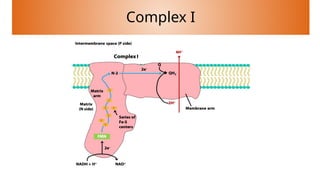 Electron transport chain AND its complexes .pptx