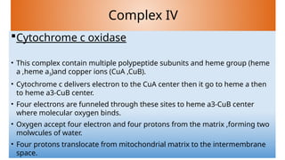 Electron transport chain AND its complexes .pptx