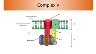 Electron transport chain AND its complexes .pptx