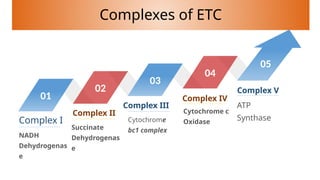 Electron transport chain AND its complexes .pptx