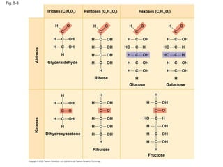 Fig. 5-3 Dihydroxyacetone Ribulose Ketoses Aldoses Fructose Glyceraldehyde Ribose Glucose Galactose Hexoses (C 6 H 12 O 6 ) Pentoses (C 5 H 10 O 5 ) Trioses (C 3 H 6 O 3 ) 