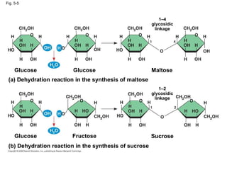 Fig. 5-5 (b) Dehydration reaction in the synthesis of sucrose Glucose Fructose Sucrose Maltose Glucose Glucose (a) Dehydration reaction in the synthesis of maltose 1–4 glycosidic linkage 1–2 glycosidic linkage 