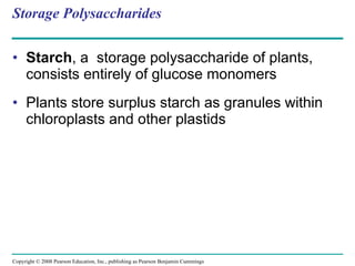Storage Polysaccharides Starch , a  storage polysaccharide of plants, consists entirely of glucose monomers Plants store surplus starch as granules within chloroplasts and other plastids  Copyright © 2008 Pearson Education, Inc., publishing as Pearson Benjamin Cummings 