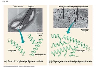 Fig. 5-6 (b) Glycogen: an animal polysaccharide Starch Glycogen Amylose Chloroplast (a) Starch: a plant polysaccharide Amylopectin Mitochondria Glycogen granules 0.5 µm 1 µm 