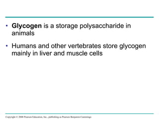 Glycogen  is a storage polysaccharide in animals Humans and other vertebrates store glycogen mainly in liver and muscle cells Copyright © 2008 Pearson Education, Inc., publishing as Pearson Benjamin Cummings 