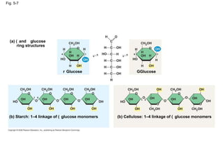 Fig. 5-7 (a)    and    glucose ring structures    Glucose    Glucose (b) Starch: 1–4 linkage of    glucose monomers (b) Cellulose: 1–4 linkage of    glucose monomers 