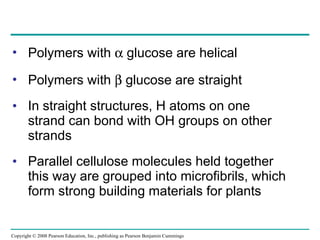 Polymers with    glucose are helical Polymers with    glucose are straight In straight structures, H atoms on one strand can bond with OH groups on other strands Parallel cellulose molecules held together this way are grouped into microfibrils, which form strong building materials for plants Copyright © 2008 Pearson Education, Inc., publishing as Pearson Benjamin Cummings 