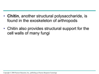 Chitin , another structural polysaccharide, is found in the exoskeleton of arthropods Chitin also provides structural support for the cell walls of many fungi Copyright © 2008 Pearson Education, Inc., publishing as Pearson Benjamin Cummings 