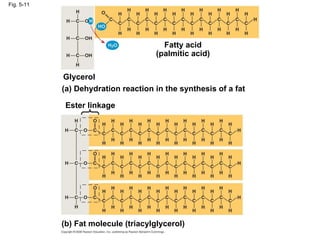 Fig. 5-11 Fatty acid (palmitic acid) Glycerol (a) Dehydration reaction in the synthesis of a fat Ester linkage (b) Fat molecule (triacylglycerol) 