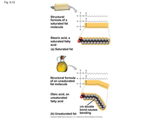 Fig. 5-12 Structural formula of a saturated fat molecule Stearic acid, a saturated fatty acid (a) Saturated fat Structural formula of an unsaturated fat molecule Oleic acid, an unsaturated fatty acid (b) Unsaturated fat cis  double bond causes bending 
