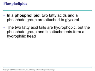 Phospholipids In a  phospholipid , two fatty acids and a phosphate group are attached to glycerol  The two fatty acid tails are hydrophobic, but the phosphate group and its attachments form a hydrophilic head Copyright © 2008 Pearson Education, Inc., publishing as Pearson Benjamin Cummings 