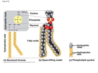 Fig. 5-13 (b) Space-filling model (a) (c) Structural formula Phospholipid symbol Fatty acids Hydrophilic head Hydrophobic tails Choline Phosphate Glycerol Hydrophobic tails Hydrophilic head 