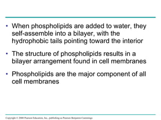 When phospholipids are added to water, they self-assemble into a bilayer, with the hydrophobic tails pointing toward the interior The structure of phospholipids results in a bilayer arrangement found in cell membranes Phospholipids are the major component of all cell membranes Copyright © 2008 Pearson Education, Inc., publishing as Pearson Benjamin Cummings 