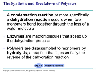 A  condensation reaction  or more specifically a  dehydration reaction  occurs when two monomers bond together through the loss of a water molecule Enzymes  are macromolecules that speed up the dehydration process Polymers are disassembled to monomers by  hydrolysis , a reaction that is essentially the reverse of the dehydration reaction The Synthesis and Breakdown of Polymers Animation: Polymers Copyright © 2008 Pearson Education, Inc., publishing as Pearson Benjamin Cummings 
