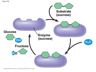 Fig. 5-16 Enzyme (sucrase) Substrate (sucrose) Fructose Glucose OH H O H 2 O 