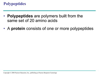 Polypeptides Polypeptides  are polymers built from the same set of 20 amino acids A  protein  consists of one or more polypeptides Copyright © 2008 Pearson Education, Inc., publishing as Pearson Benjamin Cummings 
