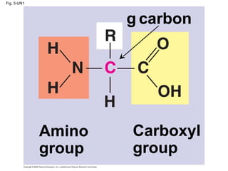 Fig. 5-UN1 Amino group Carboxyl group    carbon 