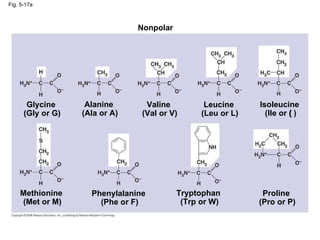 Fig. 5-17a Nonpolar Glycine (Gly or G) Alanine (Ala or A) Valine (Val or V) Leucine (Leu or L) Isoleucine (Ile or   ) Methionine (Met or M) Phenylalanine (Phe or F) Tryptophan (Trp or W) Proline (Pro or P) 