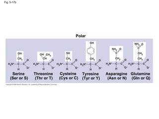 Fig. 5-17b Polar Asparagine (Asn or N) Glutamine (Gln or Q) Serine (Ser or S) Threonine (Thr or T) Cysteine (Cys or C) Tyrosine (Tyr or Y) 