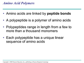Amino Acid Polymers Amino acids are linked by  peptide bonds A polypeptide is a polymer of amino acids Polypeptides range in length from a few to more than a thousand monomers  Each polypeptide has a unique linear sequence of amino acids Copyright © 2008 Pearson Education, Inc., publishing as Pearson Benjamin Cummings 