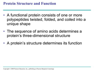 Protein Structure and Function A functional protein consists of one or more polypeptides twisted, folded, and coiled into a unique shape The sequence of amino acids determines a protein’s three-dimensional structure A protein’s structure determines its function Copyright © 2008 Pearson Education, Inc., publishing as Pearson Benjamin Cummings 