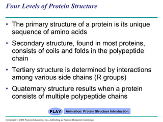 Four Levels of Protein Structure The primary structure of a protein is its unique sequence of amino acids Secondary structure, found in most proteins, consists of coils and folds in the polypeptide chain Tertiary structure is determined by interactions among various side chains (R groups) Quaternary structure results when a protein consists of multiple polypeptide chains Animation: Protein Structure Introduction Copyright © 2008 Pearson Education, Inc., publishing as Pearson Benjamin Cummings 