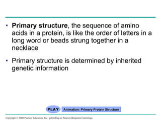 Primary structure , the sequence of amino acids in a protein, is like the order of letters in a long word or beads strung together in a necklace Primary structure is determined by inherited genetic information Animation: Primary Protein Structure Copyright © 2008 Pearson Education, Inc., publishing as Pearson Benjamin Cummings 