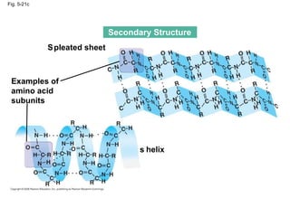Fig. 5-21c Secondary Structure    pleated sheet Examples of amino acid subunits    helix 