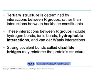 Tertiary structure  is determined by interactions between R groups, rather than interactions between backbone constituents These interactions between R groups include hydrogen bonds, ionic bonds,  hydrophobic interactions , and van der Waals interactions Strong covalent bonds called  disulfide bridges  may reinforce the protein’s structure Animation: Tertiary Protein Structure Copyright © 2008 Pearson Education, Inc., publishing as Pearson Benjamin Cummings 