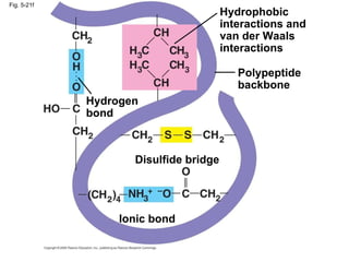 Fig. 5-21f Polypeptide backbone Hydrophobic interactions and van der Waals interactions Disulfide bridge Ionic bond Hydrogen bond 