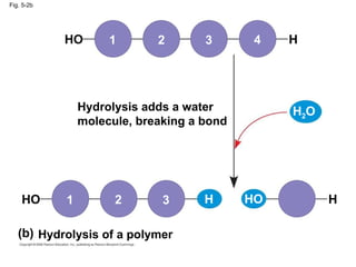 Fig. 5-2b Hydrolysis adds a water molecule, breaking a bond Hydrolysis of a polymer HO HO HO H 2 O H H H 3 2 1 1 2 3 4 (b) 
