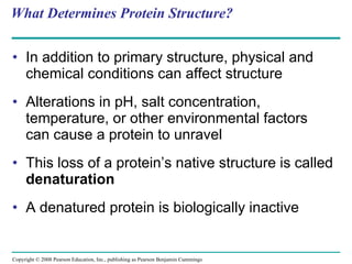 What Determines Protein Structure? In addition to primary structure, physical and chemical conditions can affect structure Alterations in pH, salt concentration, temperature, or other environmental factors can cause a protein to unravel This loss of a protein’s native structure is called  denaturation A denatured protein is biologically inactive Copyright © 2008 Pearson Education, Inc., publishing as Pearson Benjamin Cummings 
