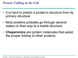 Protein Folding in the Cell It is hard to predict a protein’s structure from its primary structure Most proteins probably go through several states on their way to a stable structure Chaperonins  are protein molecules that assist the proper folding of other proteins Copyright © 2008 Pearson Education, Inc., publishing as Pearson Benjamin Cummings 