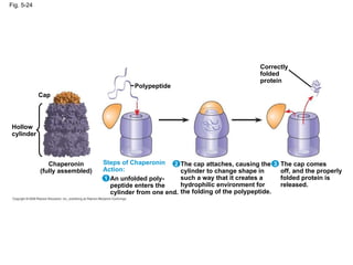 Fig. 5-24 Hollow cylinder Cap Chaperonin (fully assembled) Polypeptide Steps of Chaperonin Action: An unfolded poly- peptide enters the cylinder from one end. 1 2 3 The cap attaches, causing the cylinder to change shape in such a way that it creates a hydrophilic environment for the folding of the polypeptide. The cap comes off, and the properly folded protein is released. Correctly folded protein 
