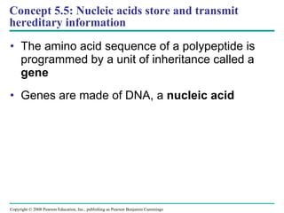 Concept 5.5: Nucleic acids store and transmit hereditary information The amino acid sequence of a polypeptide is programmed by a unit of inheritance called a  gene Genes are made of DNA, a  nucleic acid Copyright © 2008 Pearson Education, Inc., publishing as Pearson Benjamin Cummings 