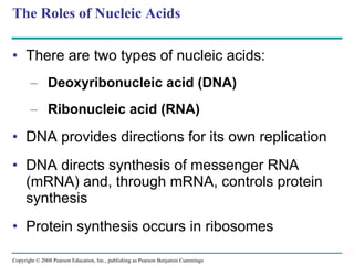 The Roles of Nucleic Acids There are two types of nucleic acids: Deoxyribonucleic acid (DNA) Ribonucleic acid (RNA) DNA provides directions for its own replication DNA directs synthesis of messenger RNA (mRNA) and, through mRNA, controls protein synthesis Protein synthesis occurs in ribosomes Copyright © 2008 Pearson Education, Inc., publishing as Pearson Benjamin Cummings 