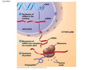 Fig. 5-26-3 mRNA Synthesis of mRNA in the nucleus DNA NUCLEUS mRNA CYTOPLASM Movement of mRNA into cytoplasm via nuclear pore Ribosome Amino acids Polypeptide Synthesis of protein 1 2 3 